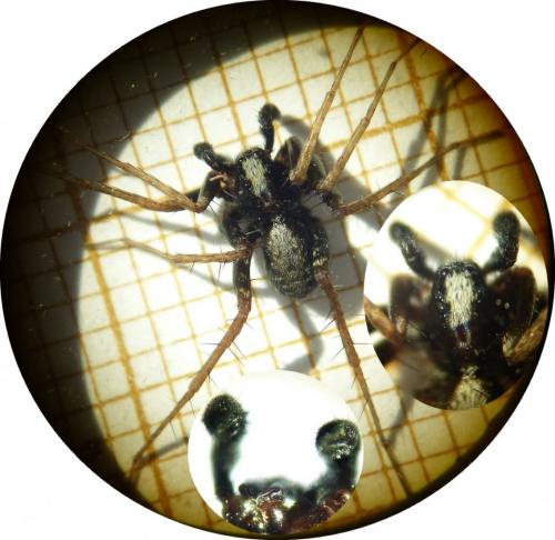 Pardosa sp.